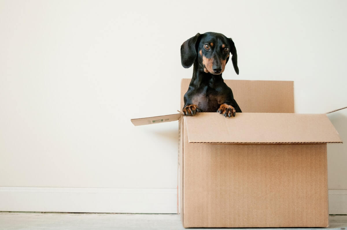 A picture showing a small dog popping its head out of a box.