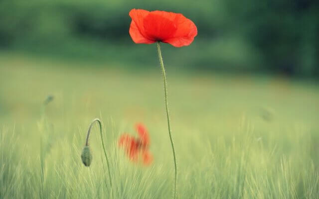 A picture of a lone poppy flower in a field