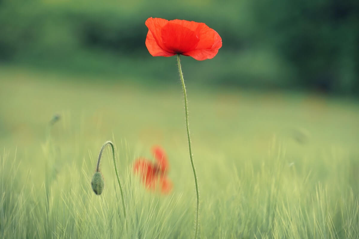 A picture of a lone poppy flower in a field
